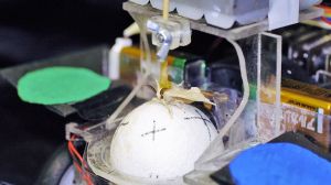 3015547-poster-p-moth-drives-this-robot-mother-nature-hack